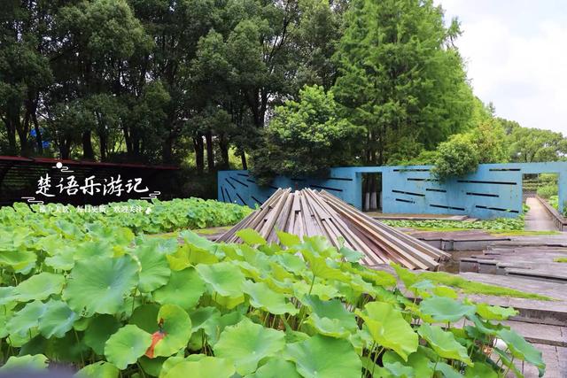 宁波这个博物馆西边的荷塘，少有人来但是景色宜人，适合周末休闲