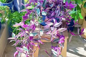 比绿萝好养100倍，比吊兰漂亮，这花遇土就活，皮实好看更高级图片