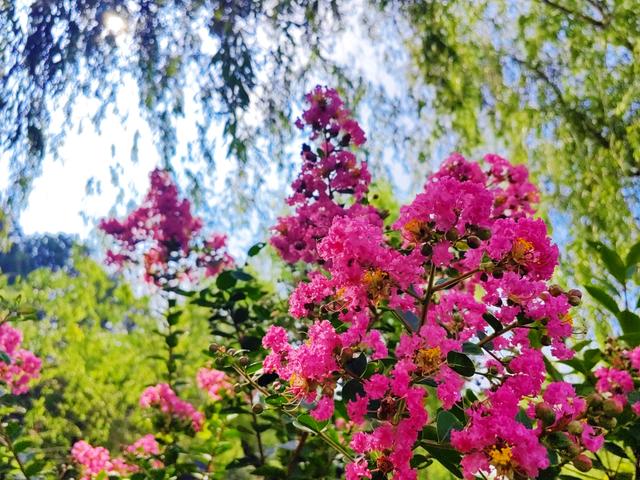 踏入虎山公园紫薇秘境，收藏夏日泰山的专属浪漫
