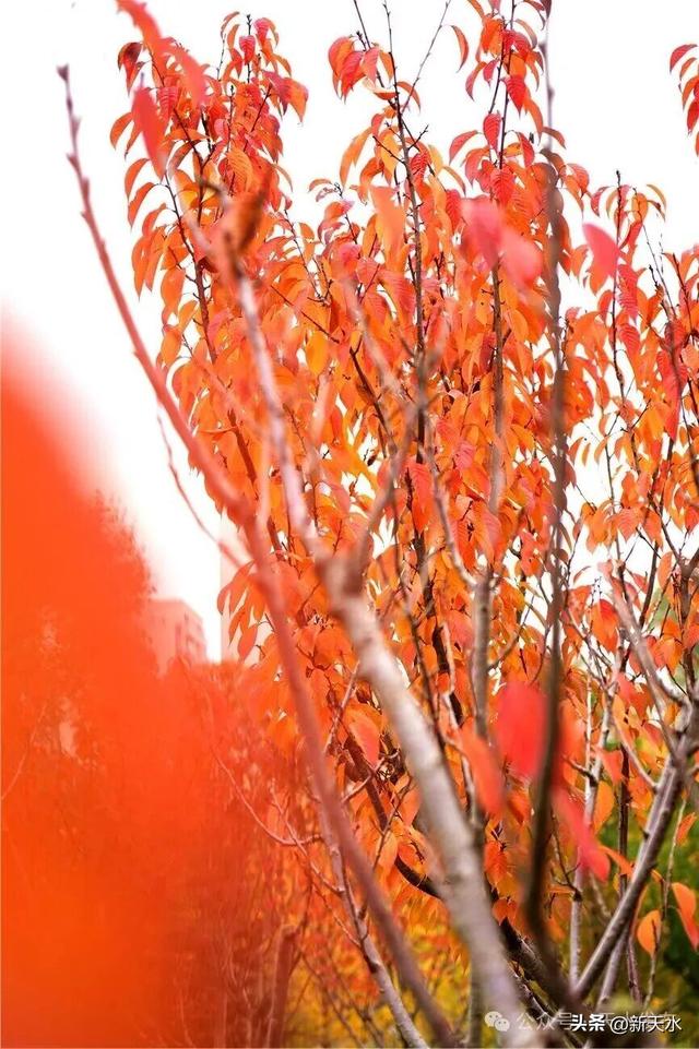 天水弘文园秋景美翻了，快去打卡！