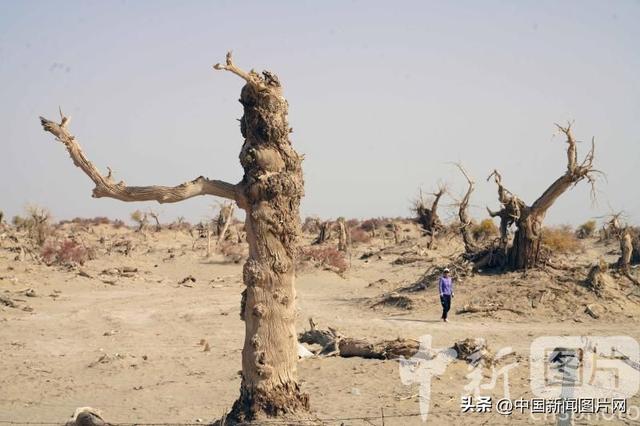 新疆阿拉尔进入胡杨观赏期