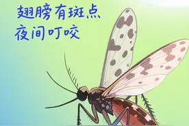 高温来袭，这些蚊子叮咬要警惕图片
