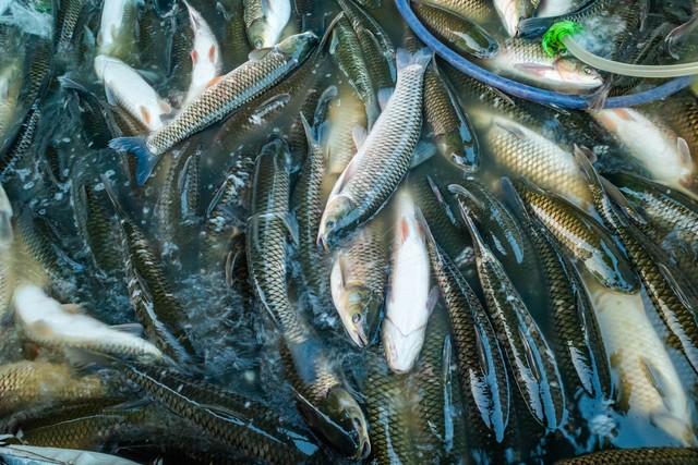 为什么下雪不让用融雪剂了！？