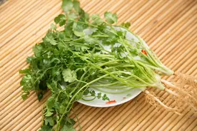 经常吃“香菜”有什么用？中医：或可解决6类问题，但4种人不能吃图片