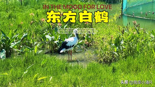 广西南宁，南湖公园来了一批贵客，好多人来拍照打卡！