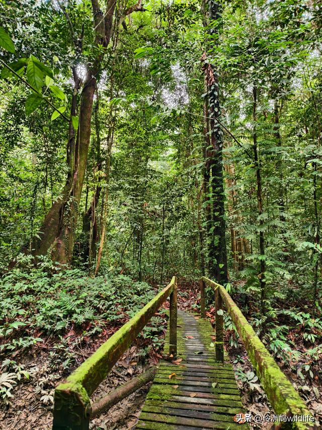 马来西亚(30)砂拉越州④姆鲁山徒步线路