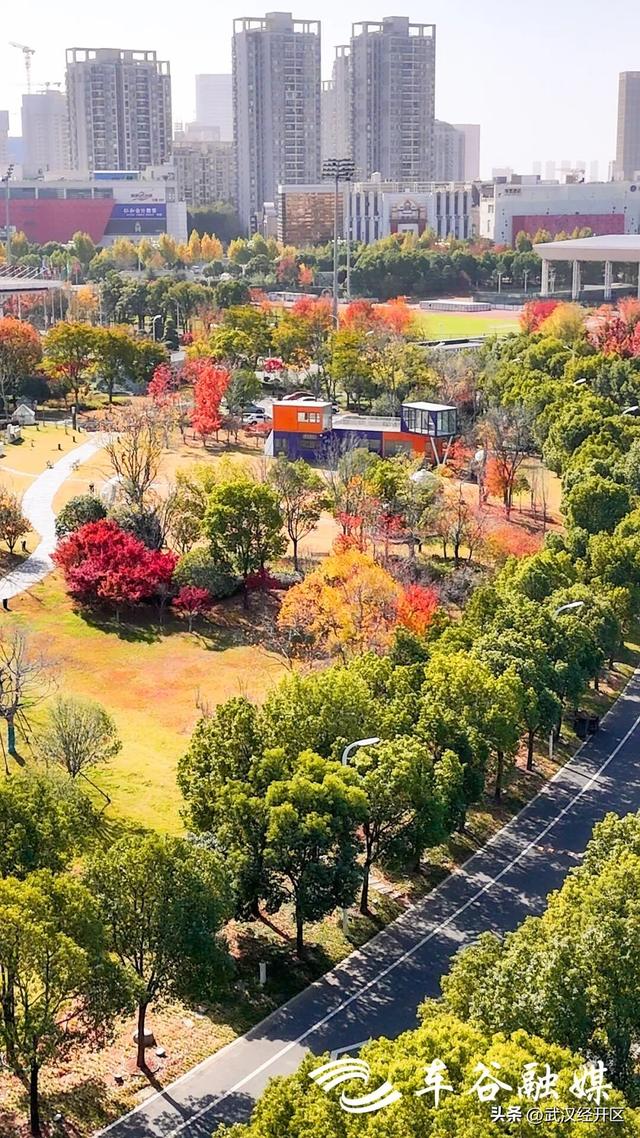 橙黄橘绿时 武汉经开区斑斓如画