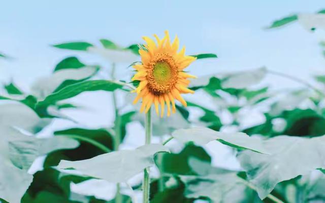 这社会，有时候真像一面照妖镜，照出人情冷暖，照出现实百态。