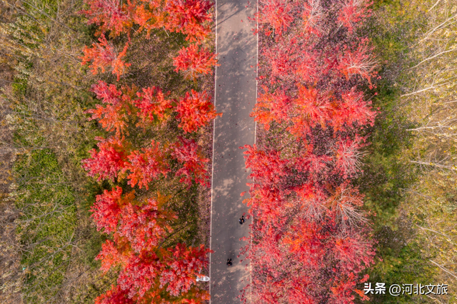 秦皇岛最大临海公园迎来"颜值巅峰",栈桥听海、枫林斑斓,打卡走起!
