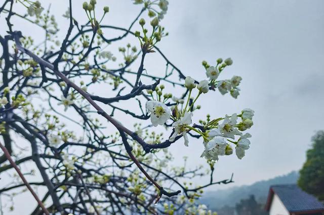 梨花带雨，新津带你！来约！