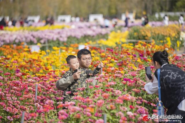 秋菊绽花海 游人醉金秋