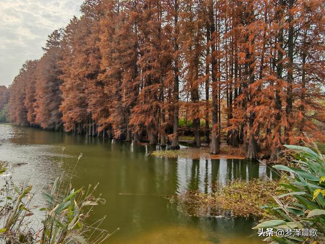 涢水湿地迷人红杉林 冬日画卷中的生态诗篇