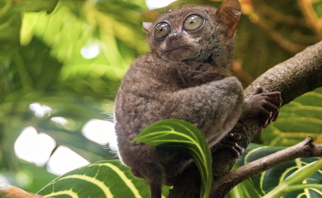 正式官宣！菲律宾对华免签！最全攻略看这里