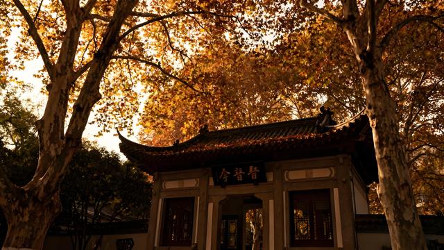 枫染东湖金菊绽，江天秋水共天长 —— 武汉清秋漫游志