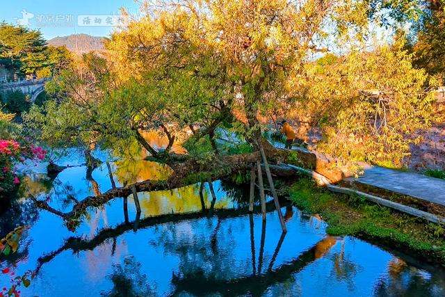 11月的云南腾冲,3000株银杏迎来黄金观赏期,美成人间仙境!