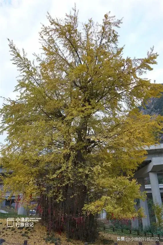 陕西古树，真的“封神”了！第二弹：秋天必看系列，最意外是它？