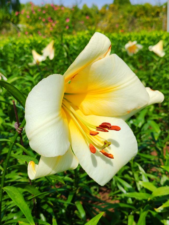 石家庄植物园的初秋