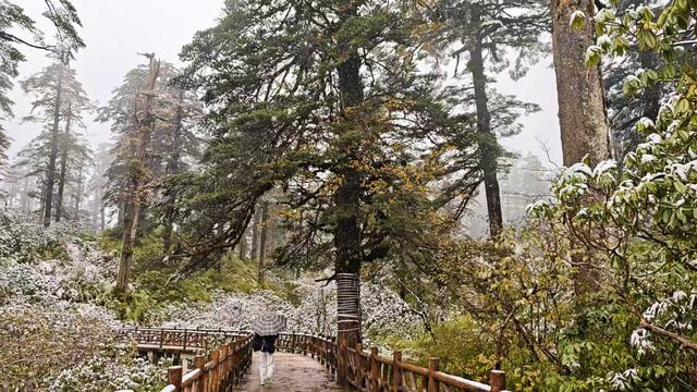 四川洪雅：瓦屋山初雪早至 彩林云海引客打卡 景区免票至11月底