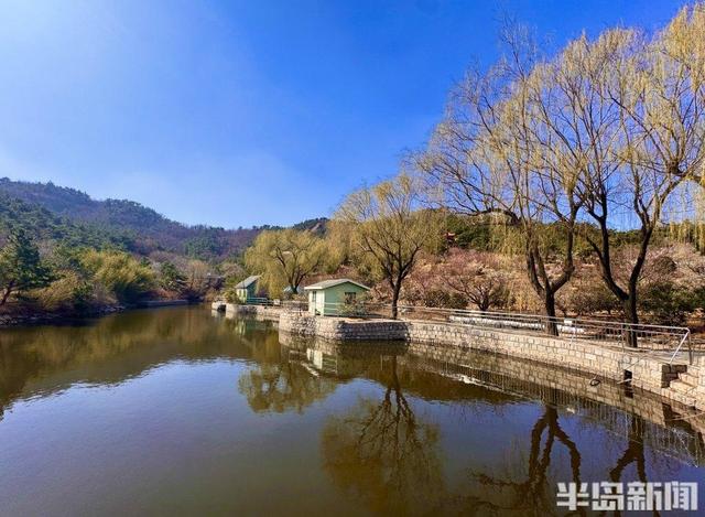 踏雪寻梅正当时！青岛梅花节3月13日启幕，非遗市集+美食等你来！