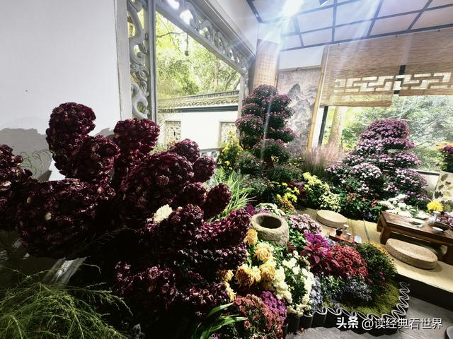 杭州植物园的菊花展——一场关于菊花的饕餮盛宴（二）