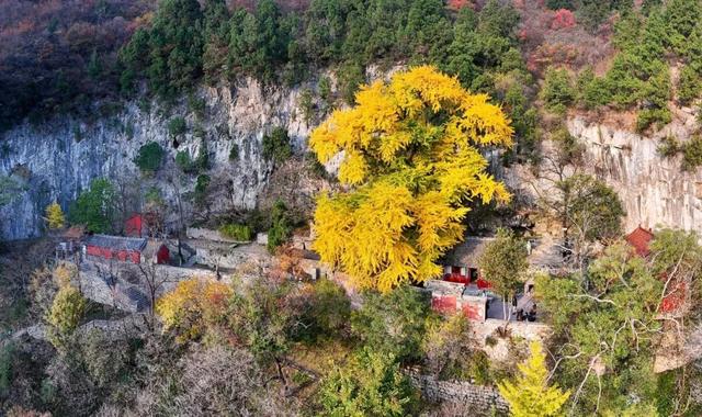 领取限定“杏”运！抓紧来看金色山东