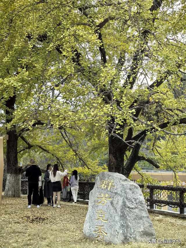 冬日，兄弟一同看古银杏（二）