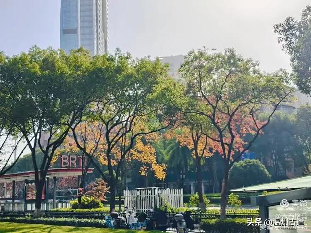 市府路的这几颗乌桕树,你见过吗?现在正是最美的时候!