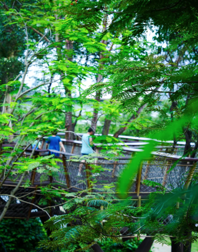 深圳又一生态长廊爆红，被称为现实版“魔法森林”，适合徒步遛娃