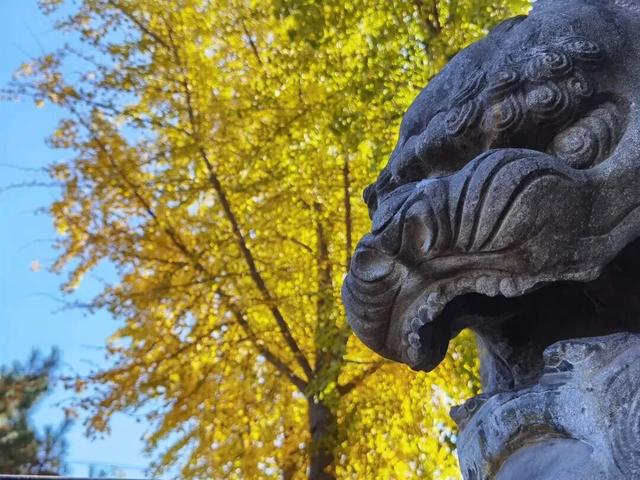 这个季节总要去趟正定，去邂逅那迷人的古建红和金秋黄！