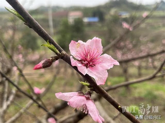 花开成海！内江高屋村桃林正在刷屏朋友圈