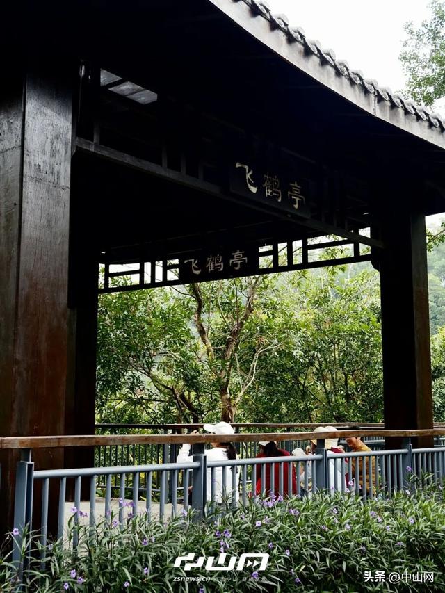 太出片啦！中山焦糖色「落羽杉」上线