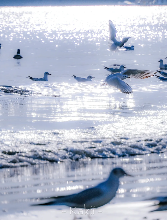 跨年前，总要来栈桥追一次海鸥吧～