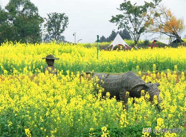 成都最美的古风油菜花田，坐在花田中免费看大飞机，公交车直达！
