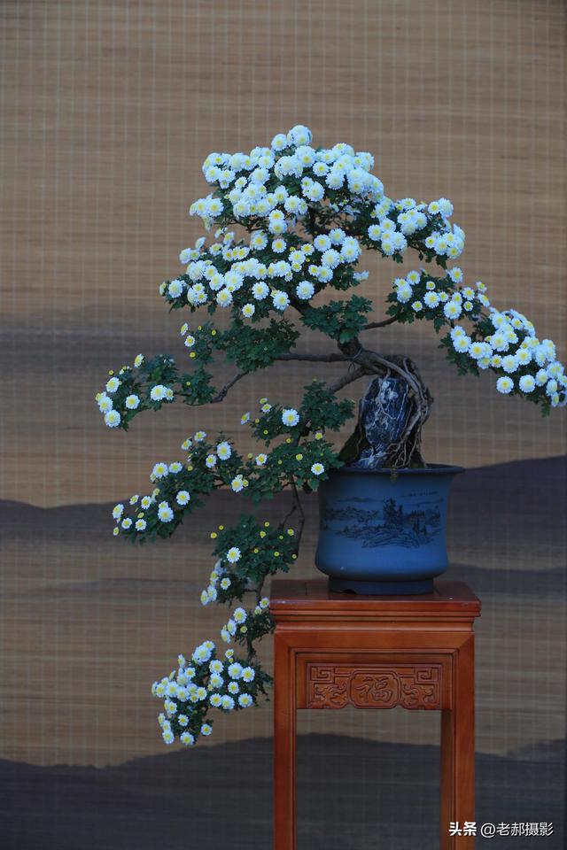 天坛秋韵，菊影斑斓，在古建与繁花间邂逅时光