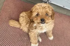 泰迪狗狗神经炎，惨叫腰背弓起图片