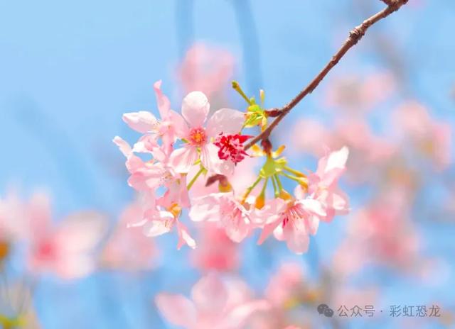 海珠湿地3月不闭园！宫粉紫荆+樱花，遛娃赏花全攻略