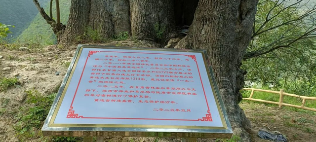 武都五库：邂逅千年古树，聆听时光情语