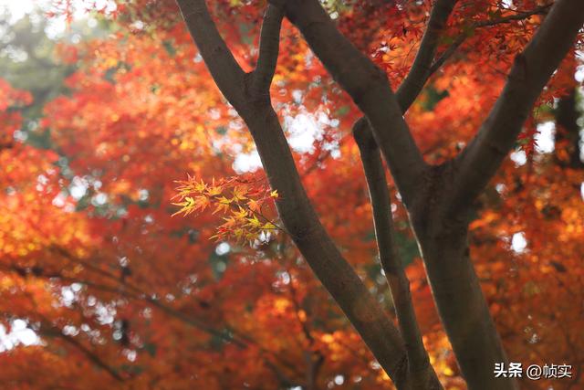 层林尽染，上海红叶特色公园闵行红园枫叶色彩斑斓进入最佳观赏季