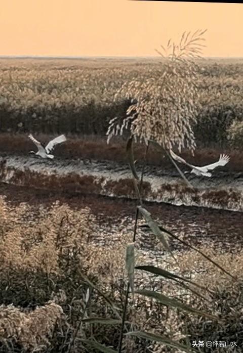 2025辽宁赏秋之旅日记(6)——到辽河口中国最北海岸线看日出 观鸟