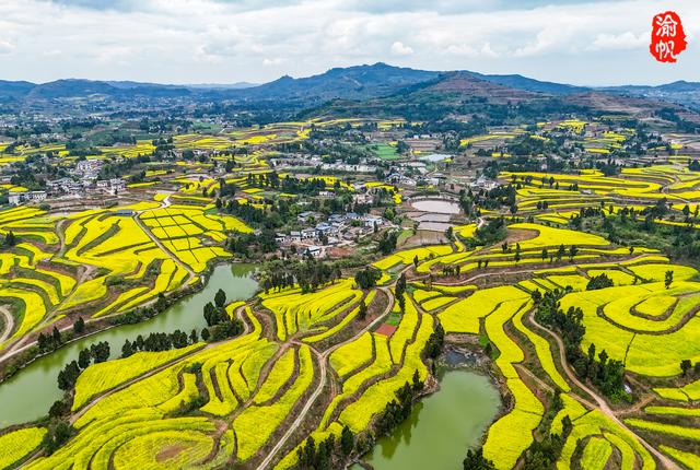 重庆，你糊涂呀！这么美的油菜花海都不宣传，感觉比云南罗平还美