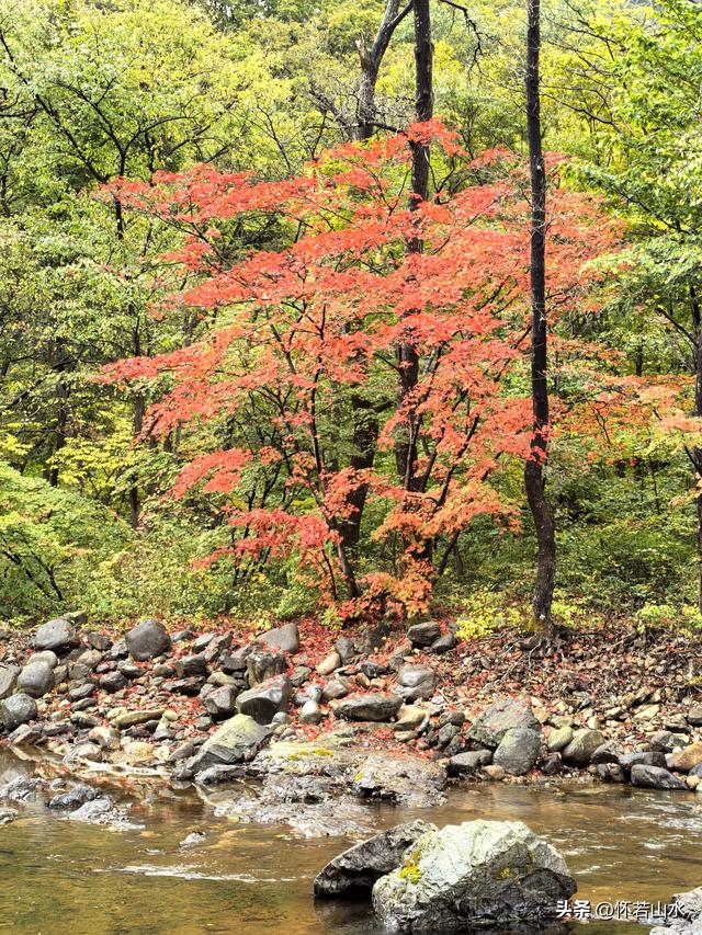 2025辽宁赏秋之旅日记(2)——游览丹东蒲石河森林公园