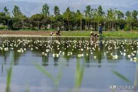 好吃又好看！大理洱源海菜花丰收了图片