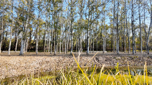 顺义白杨林：把冬日浅金，织进一帧鎏金诗篇里