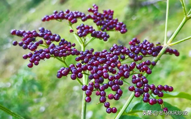 耿达的天空耿达的云——耿达植物园游记