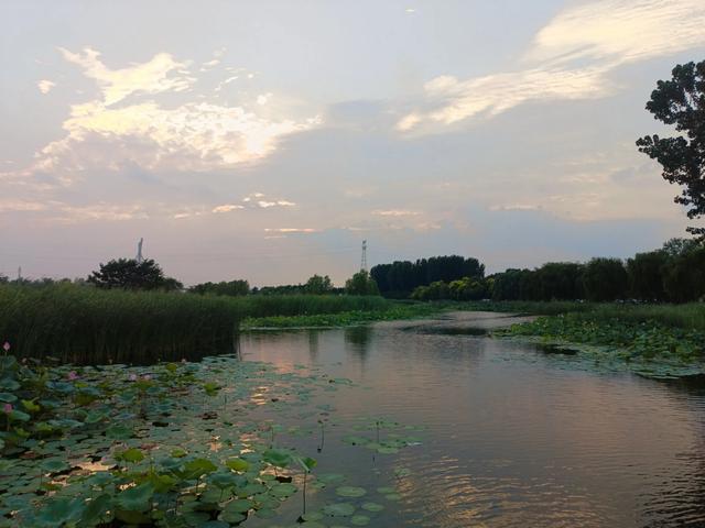 滹沱河观荷