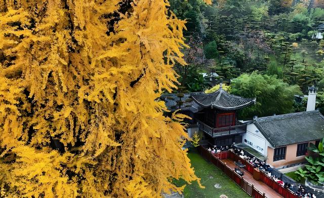 留着打卡！寺庙与千年古杏更配，每一张都是大片！