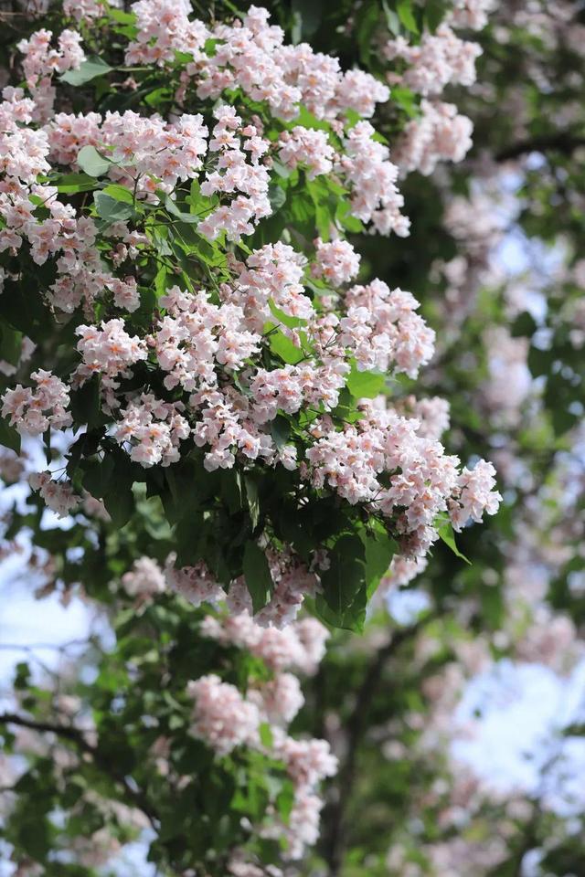 中原区昆仑路楸花如紫色瀑布