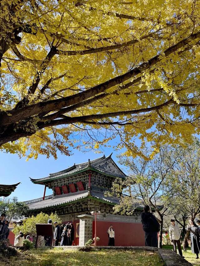 【视界】红墙映金叶!500年古银杏迎最佳观赏期