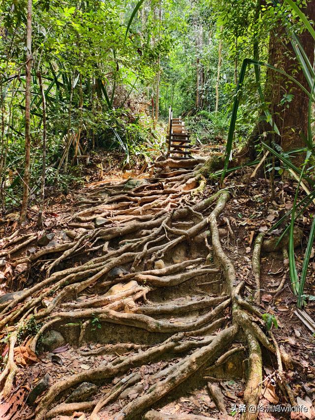 马来西亚(35)砂拉越州⑨峇哥国家公园徒步线路