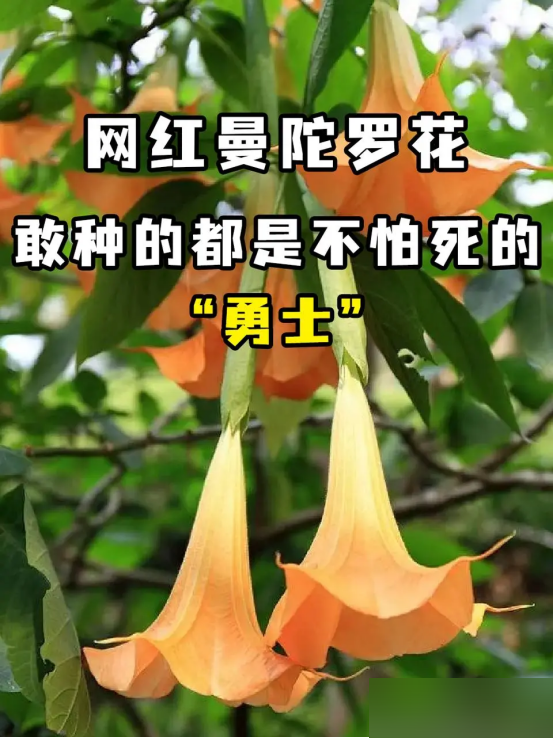 阴花不能进阳宅！这5种花“打死”也不养，家里若有？快挪走！
